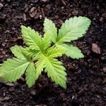 baby marijuana in soil