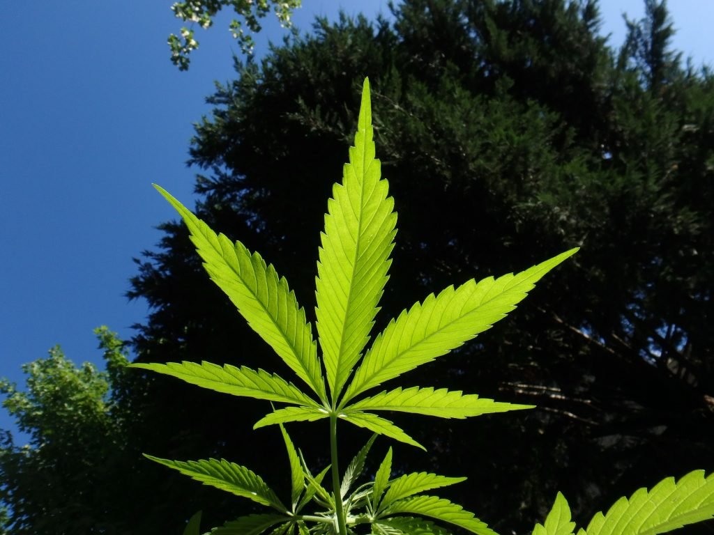 cannabis leaf outside in garden