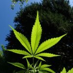 cannabis leaf outside in garden