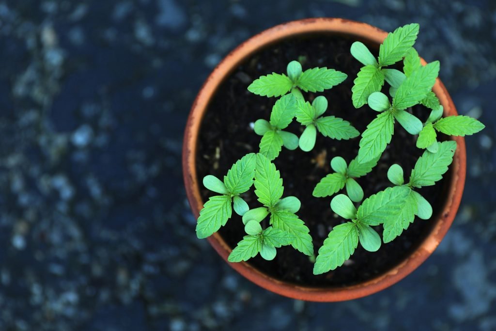 marijuana seedlings in pot