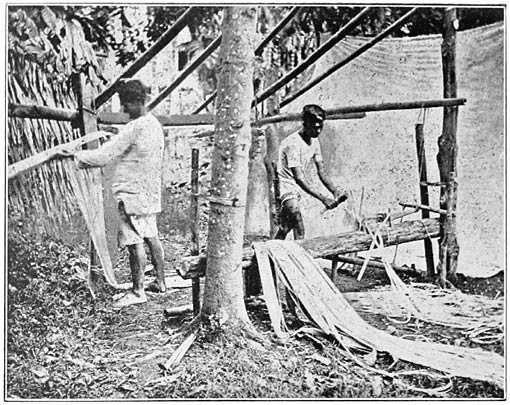preparing Hemp -Drawing out the fibre (c. 1900, Philippines)