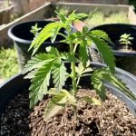 small cannabis plant in pot