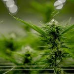 ScrOG growing cannabis