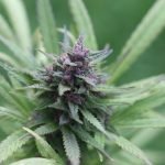 cannabis-purple flowers