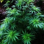 cannabis vegetative phase