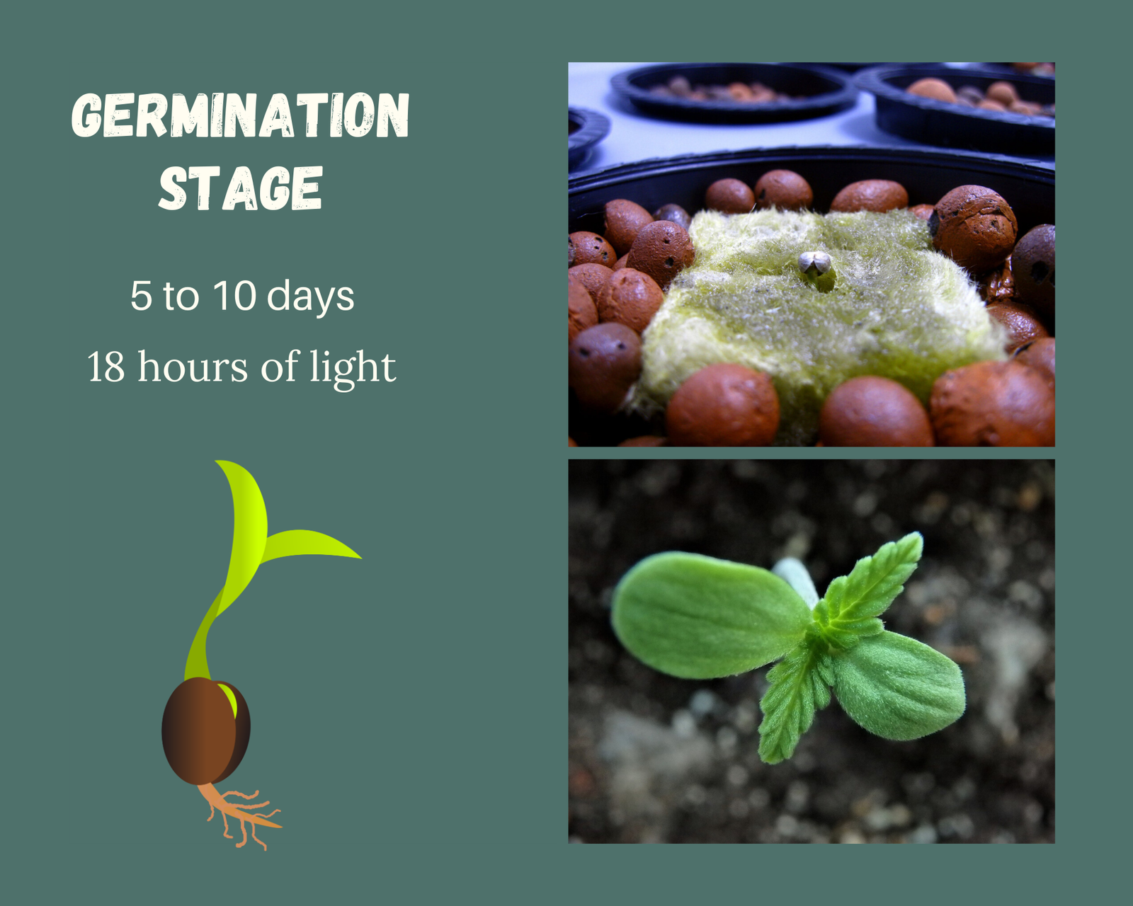 Stages Of Growth
