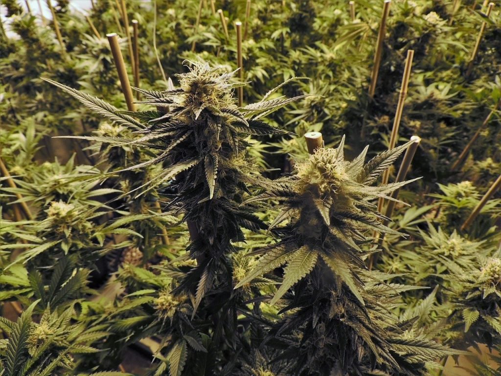 marijuana-growing indoors