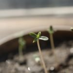 seedling-marijuana