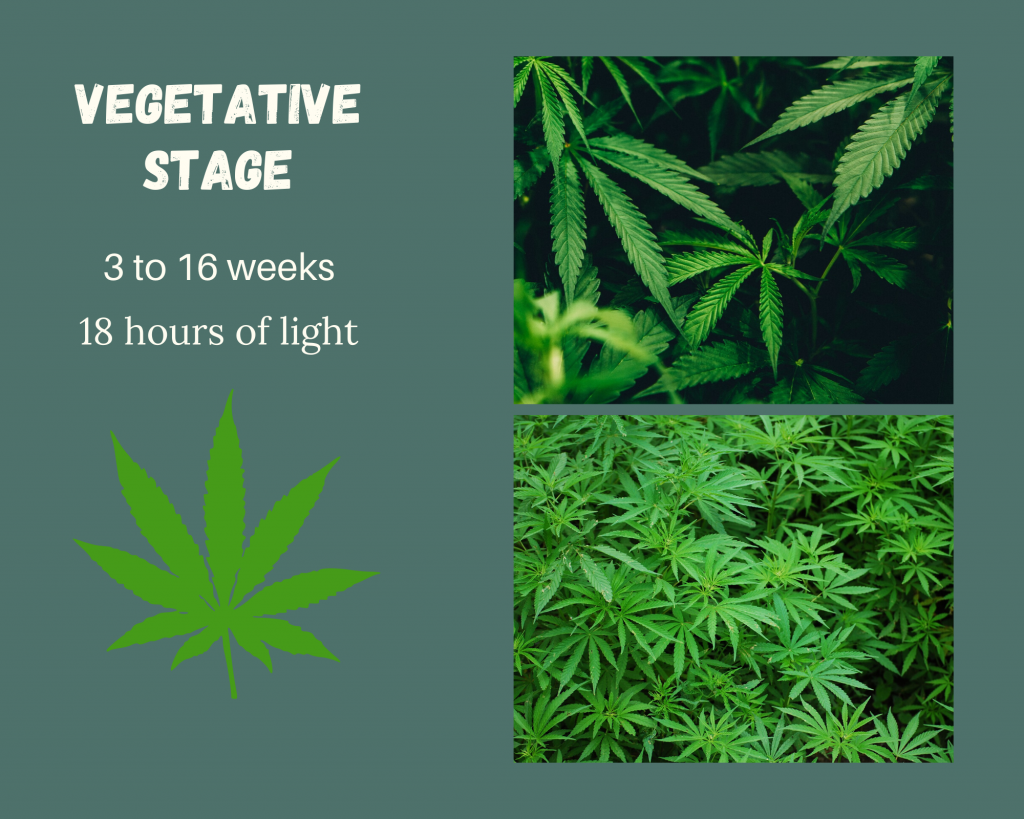 vegetative stage diagram