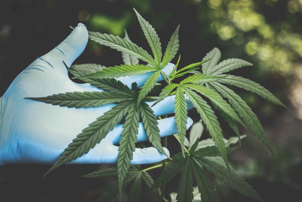 blue medical gloves holding cannabis leaf