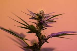 cannabis flower with orange backdrop