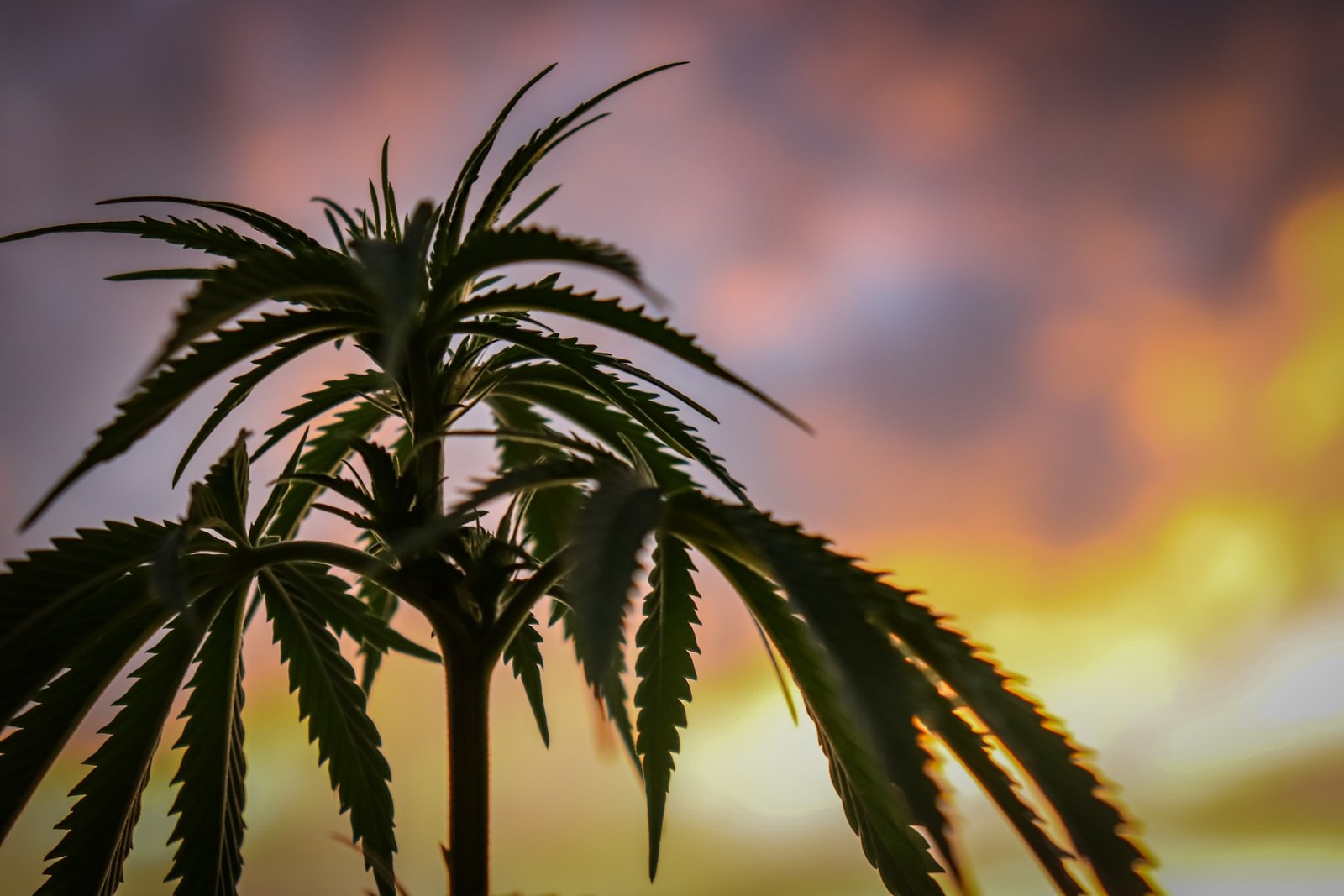 Olivia Newton-John on the Benefits of Using Medicinal Cannabis