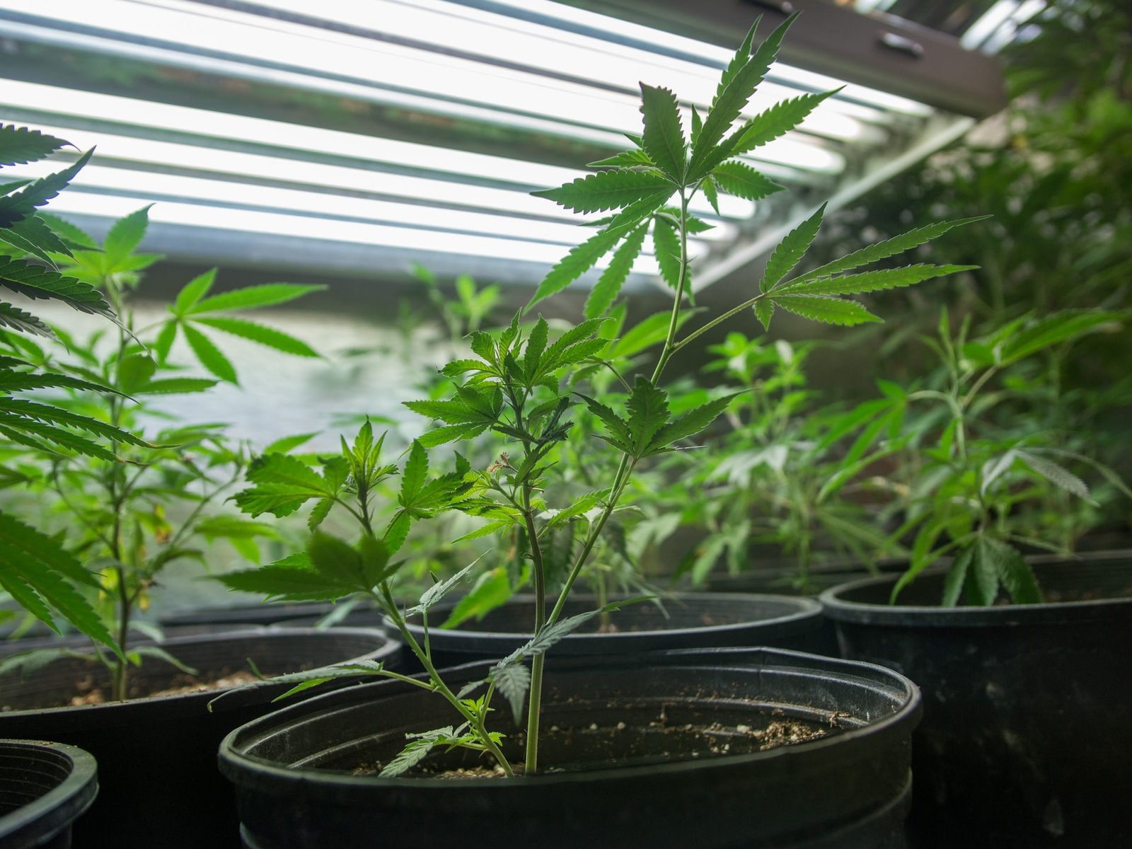 cannabis plants in pots