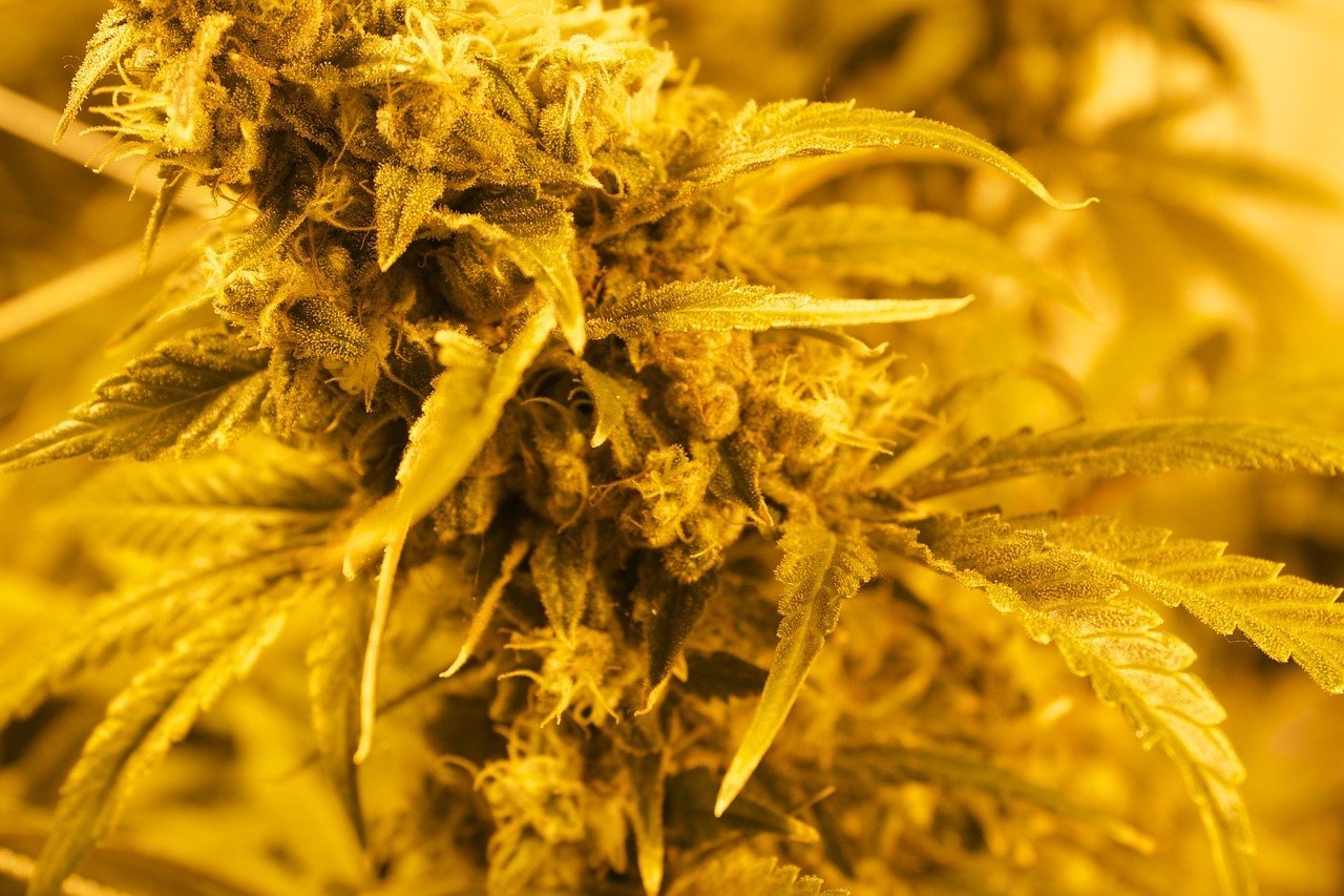 close up of marijuana flowers in orange light