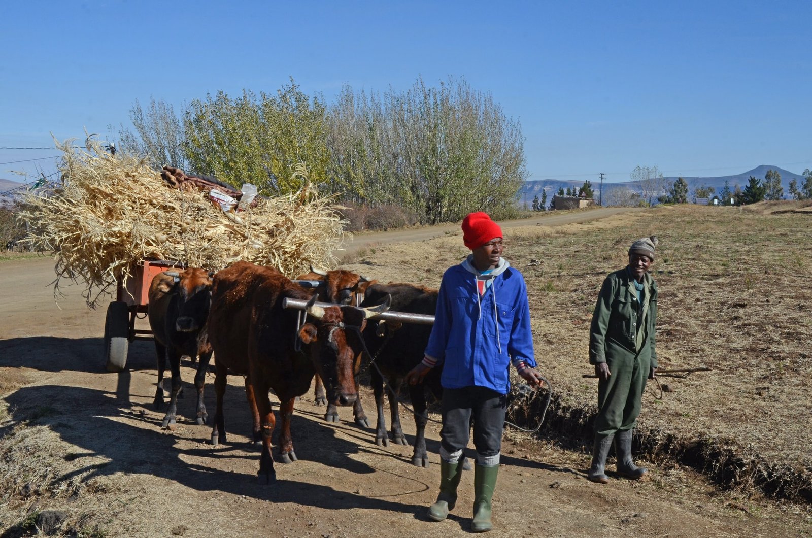 farmers in Lesotho with cattle