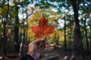 hand holding maple leaf in woods