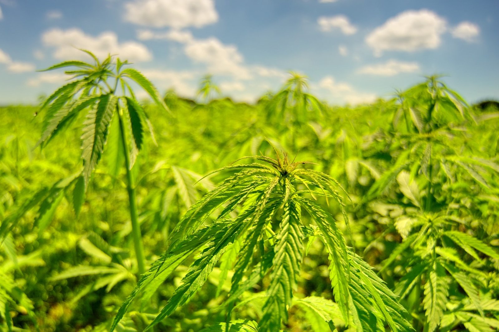 large cannabis plot outdoors