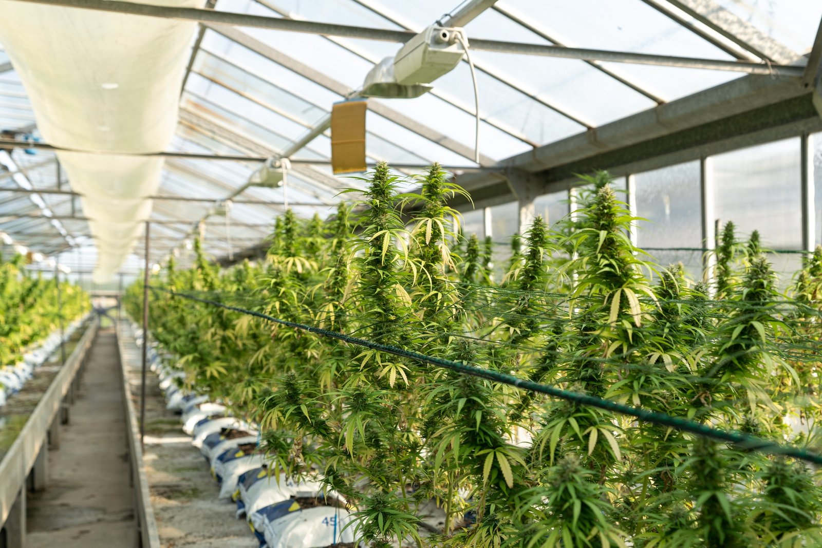 large indoor grow greenhouse