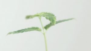 small cannabis seedling white background