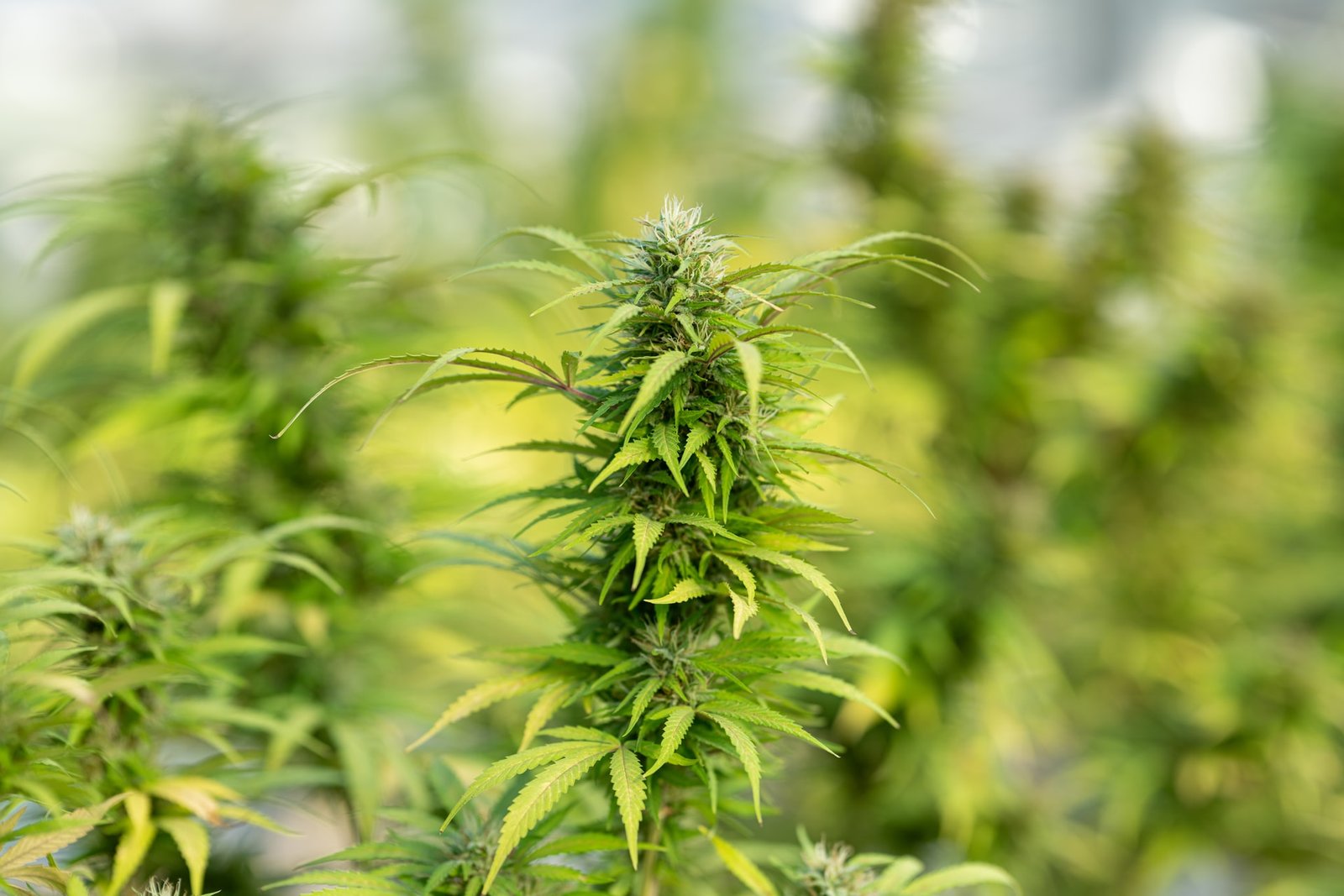 ANTG Hoping to Ship First Medical Cannabis Flower to New Zealand