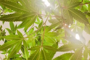 cannabis leaf canopy through light