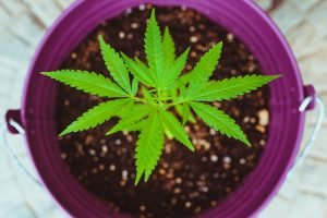 cannabis plant in small purple pot