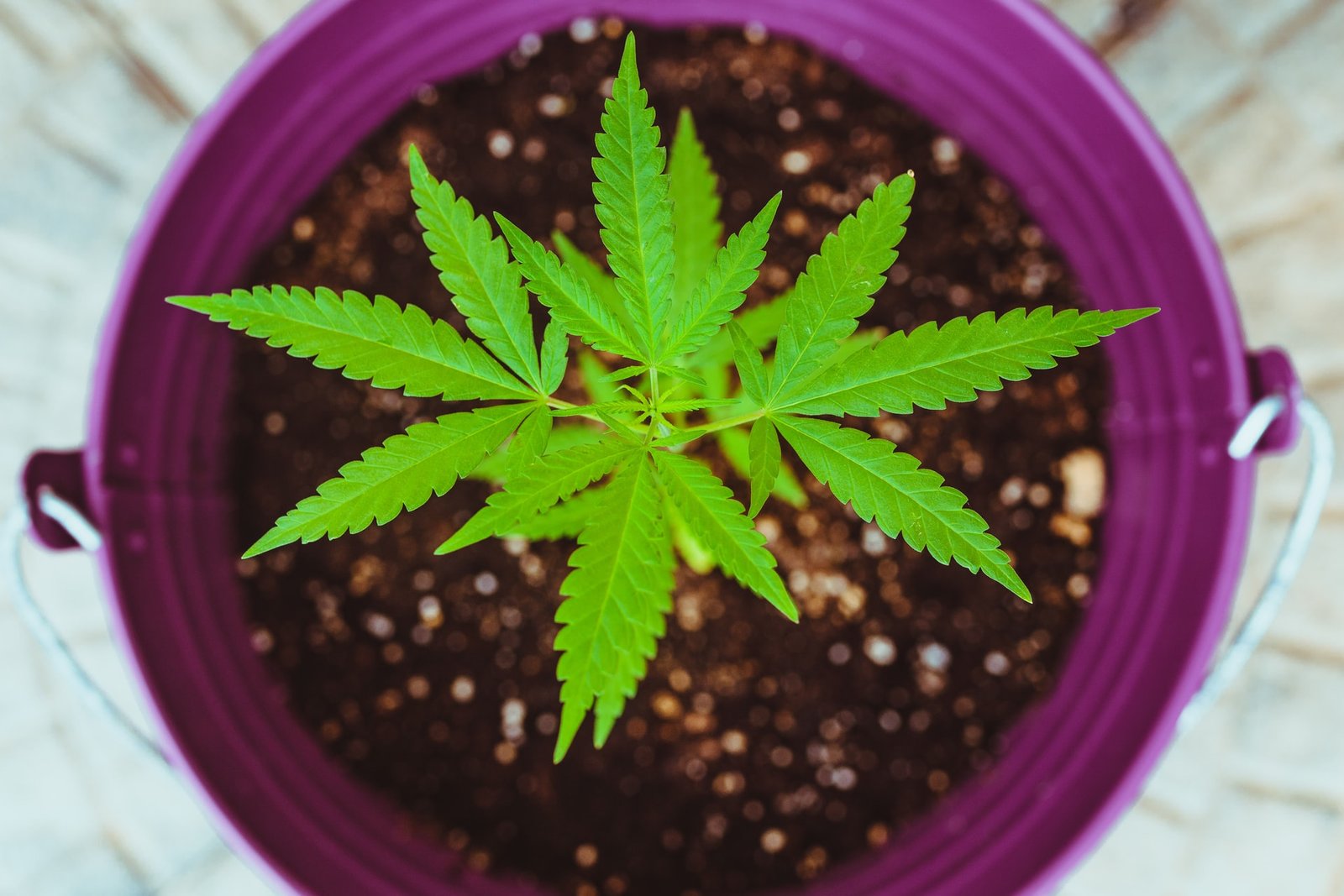 How to Grow Your Cannabis Faster