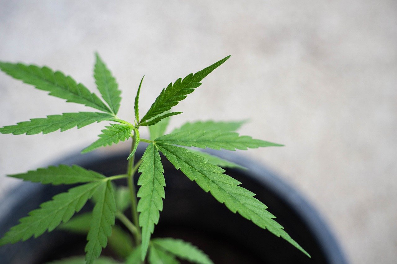 leaf of marijuana plant in pot