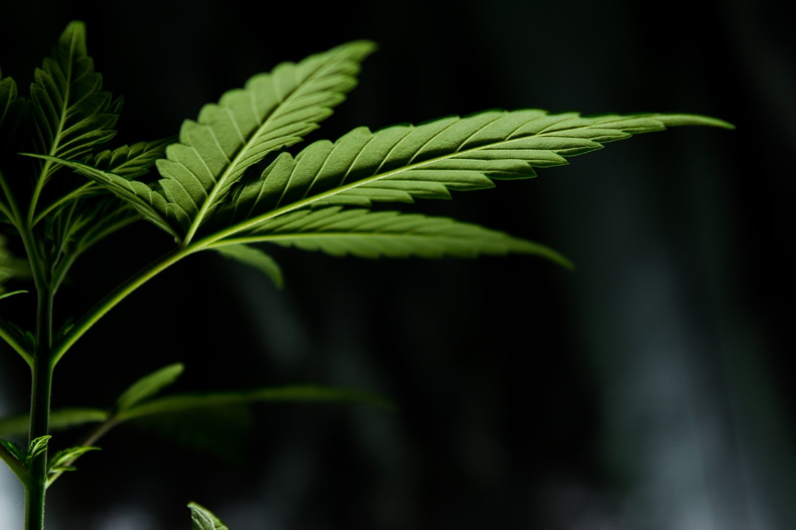light shining on cannabis leaf against black backdrop