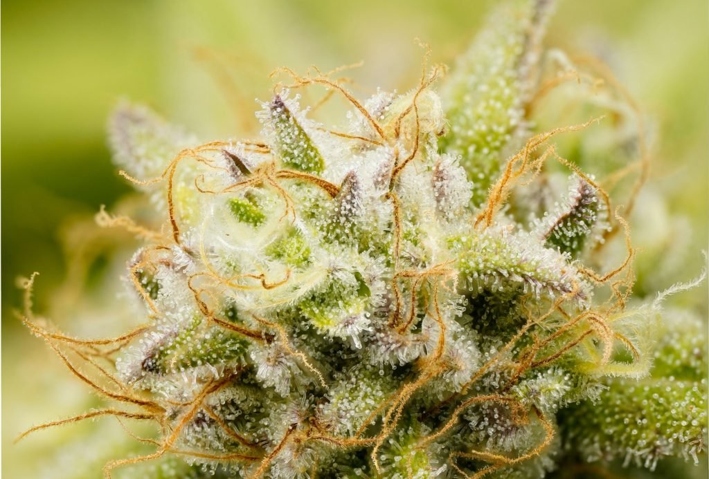 lots of crystals on cannabis flower