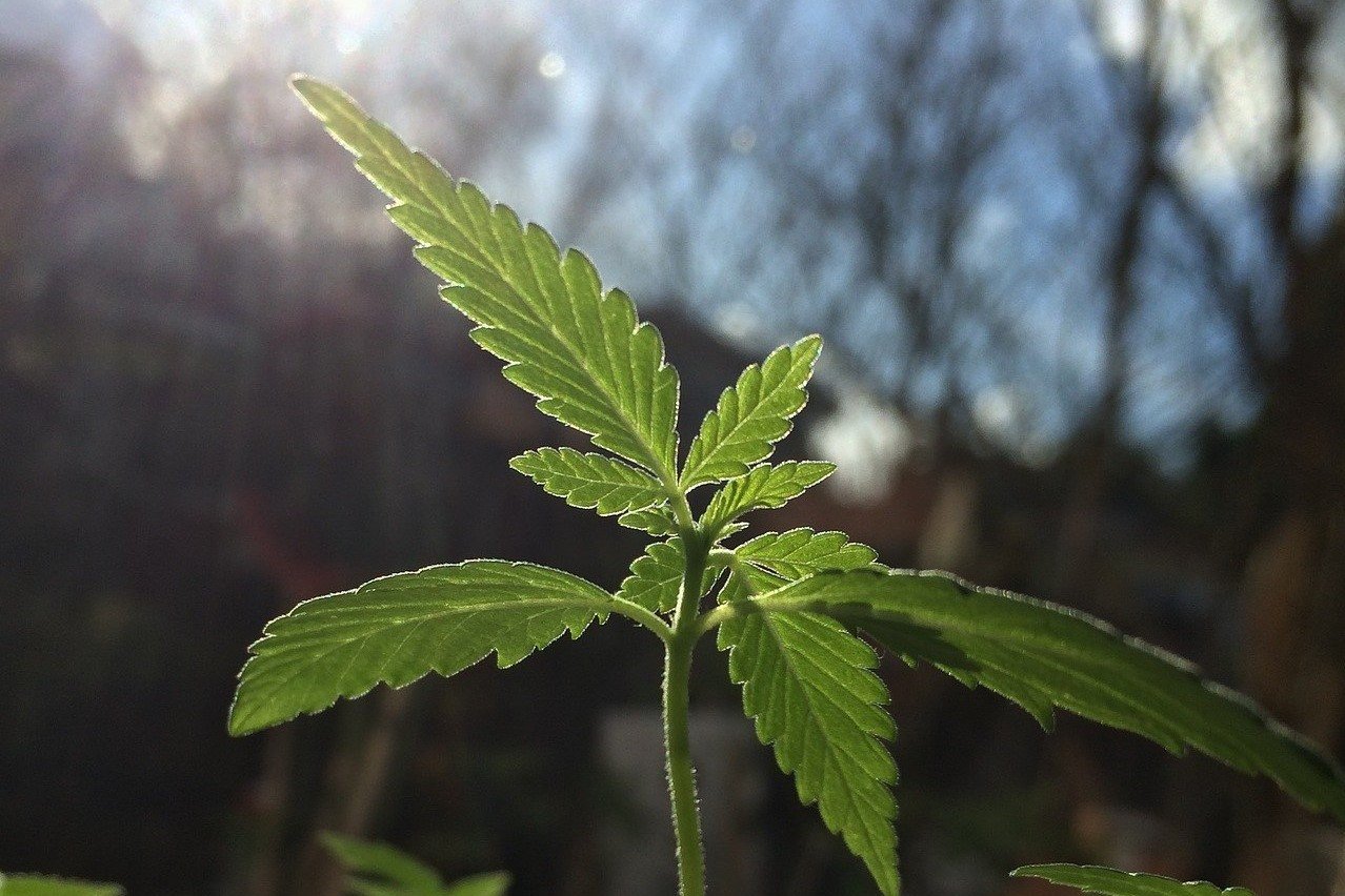 single cannabis leaf growing in the sun