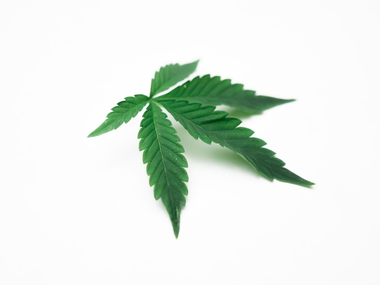 single cannabis leaf with white background