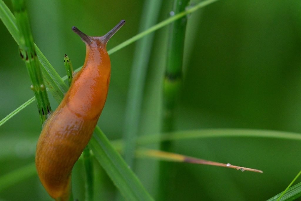 slug on plant