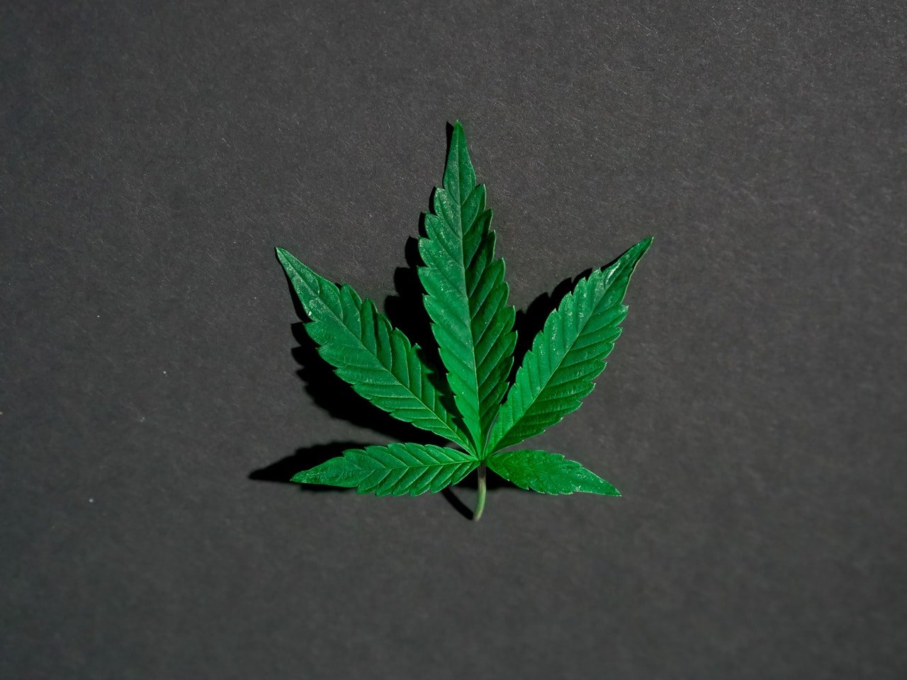 small cannabis leaf on dark grey surface