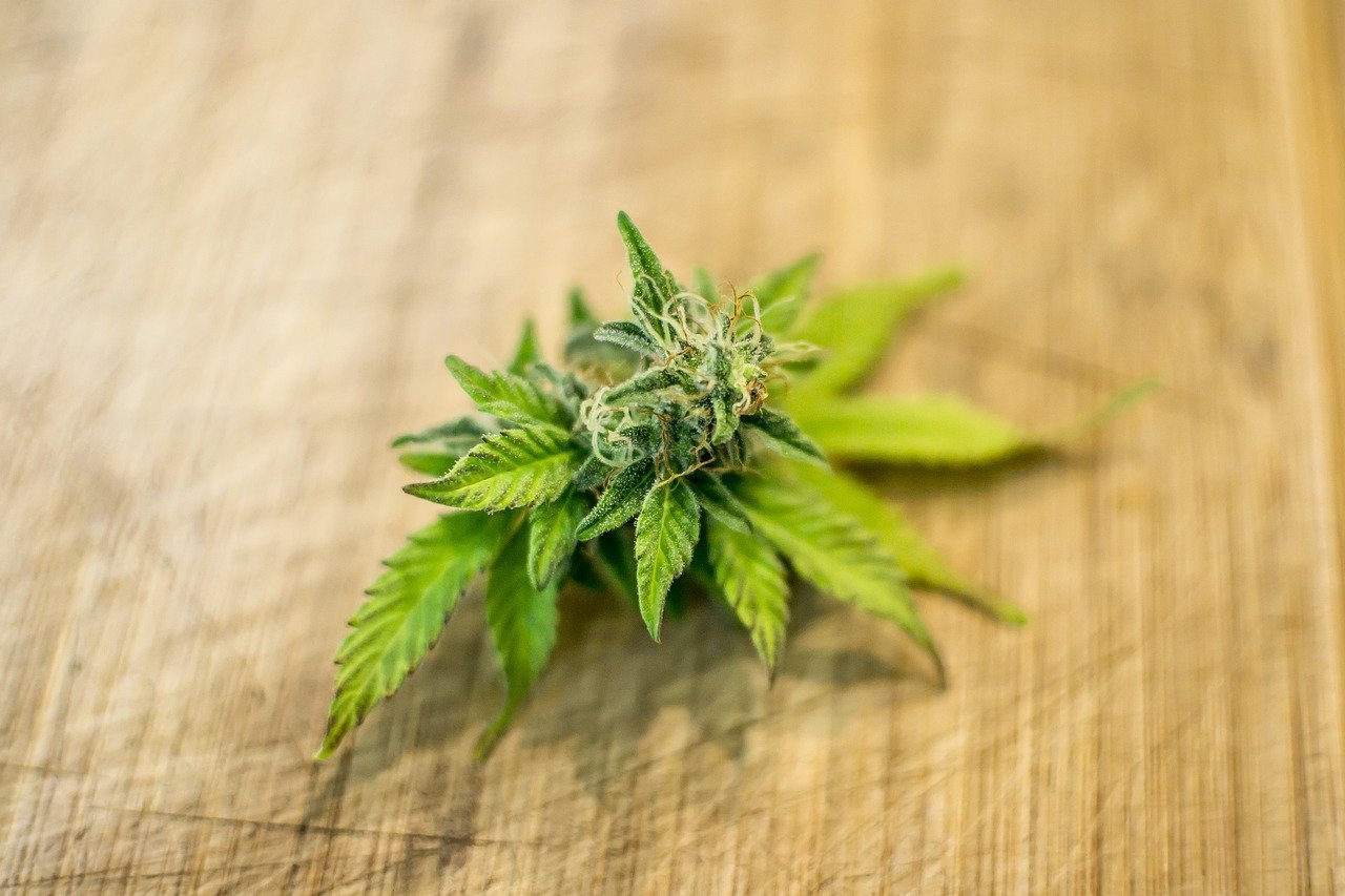 small marijuana leaf on wooden surface