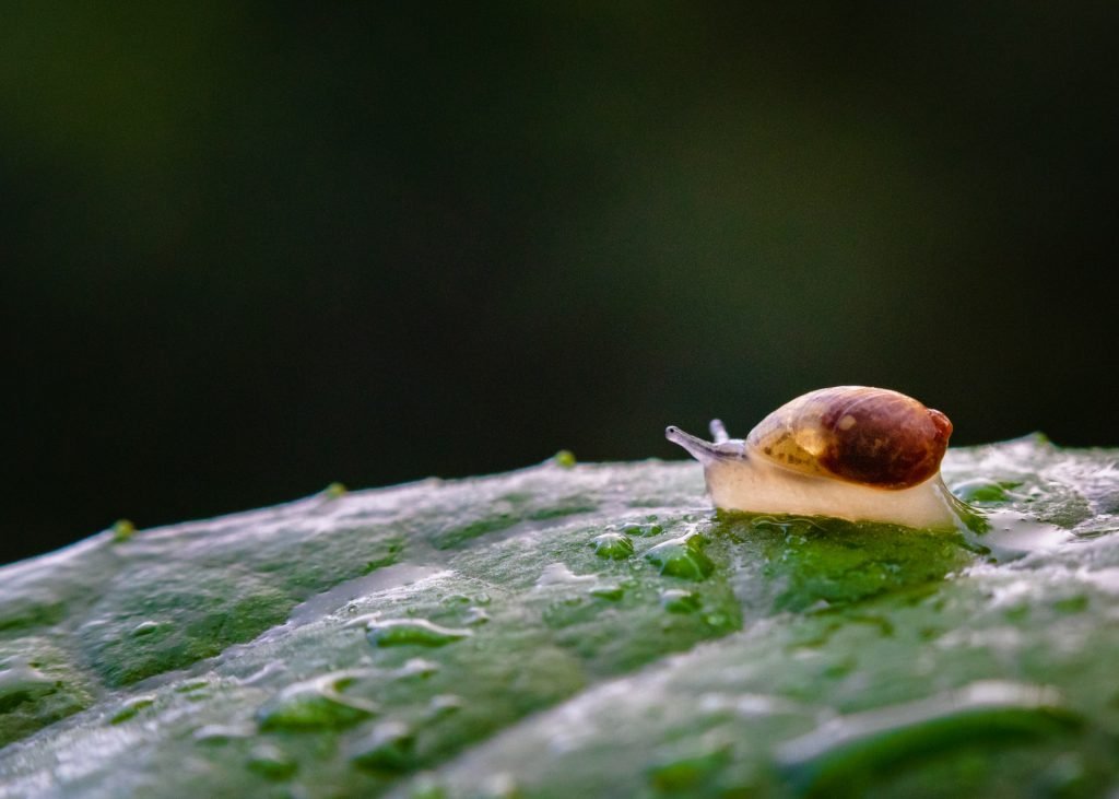 snail on leaf