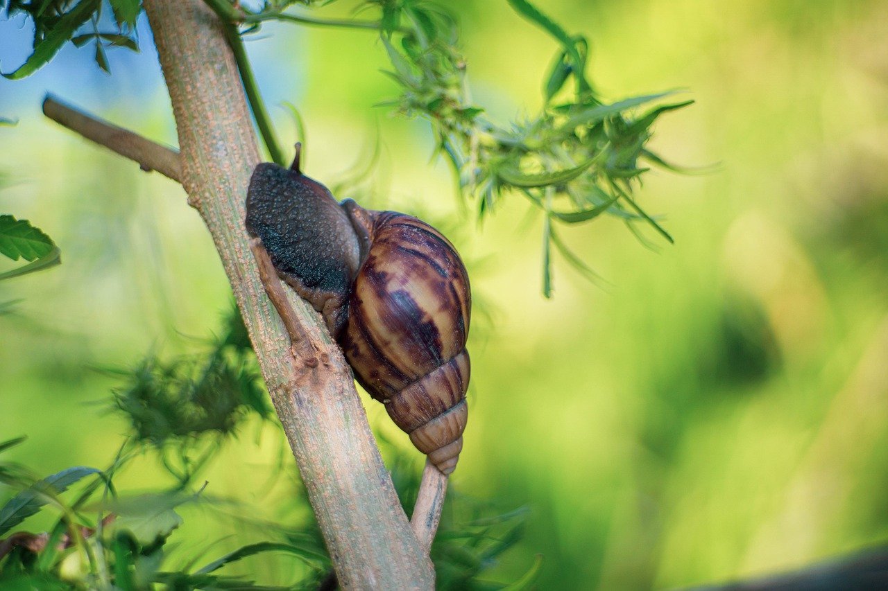 snail on plant