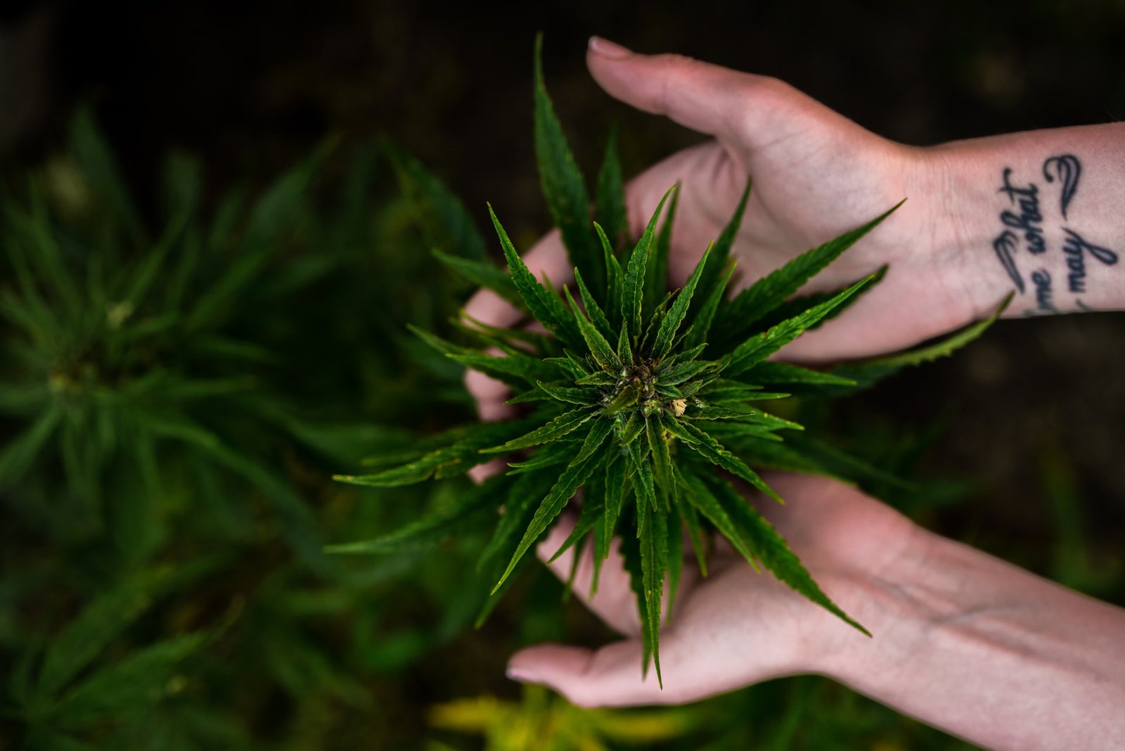 two hands holding cannabis leaves