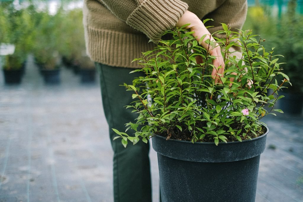 woman checking plant pot