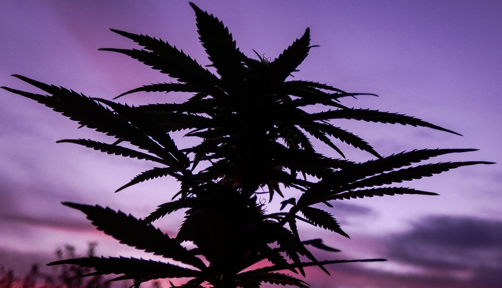 New Zealand Tourist Accommodation Revealed to be Previous Multi-Million Dollar Cannabis Site