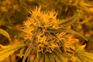 cannabis under orange grow light