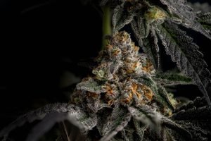 cannabis flower crystals with dark background