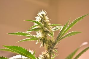 cannabis plant against orange wall