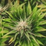 Northern Territory Produces 4.8 Tonnes per Hectare of Cannabis