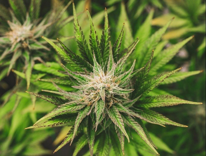 crystals on cannabis plant