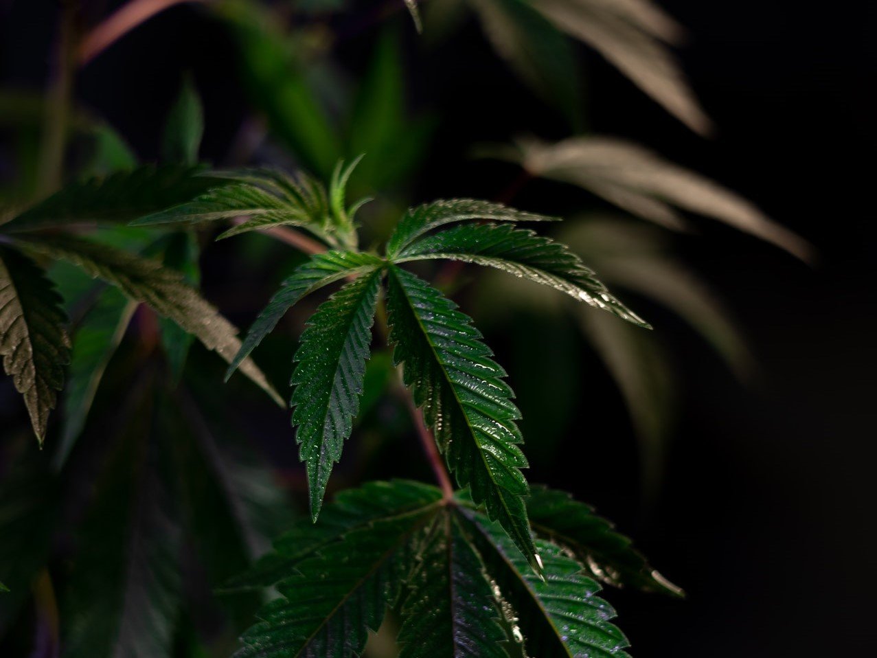 dark cannabis leaves