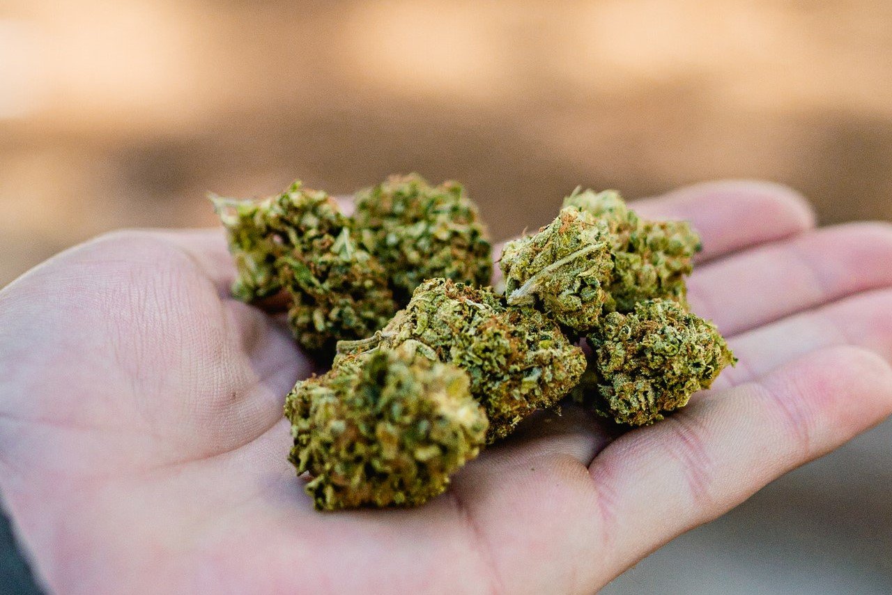 hand holding cannabis buds
