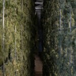 $25 Million Worth of Cannabis Found in Queensland’s Lockyer Valley