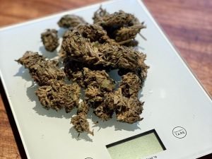 marijuana buds on scale