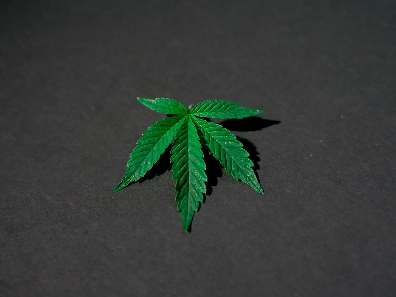 marijuana leaf on dark background